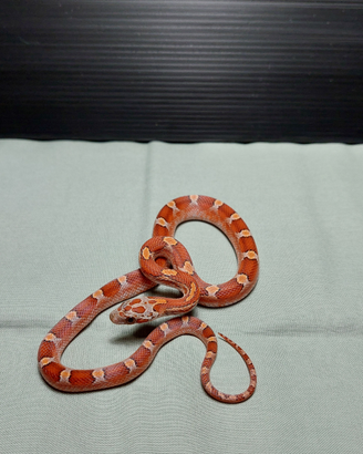 Serpente del grano Bloodred