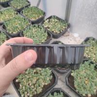 500 vaschette per coltivazione Microgreens