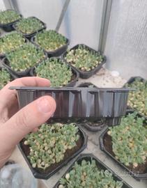 500 vaschette per coltivazione Microgreens