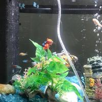 Acquario completo 65L con accessori