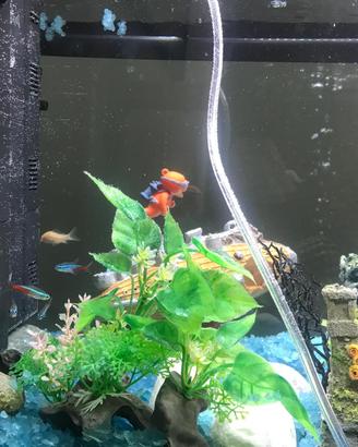 Acquario completo 65L con accessori