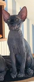 Sphynx