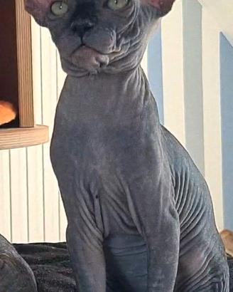 Sphynx