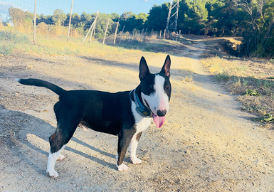Mini bull terrier
