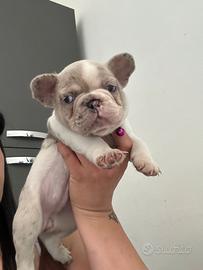 Buldog francese