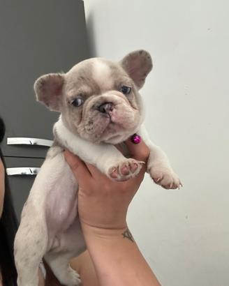 Buldog francese