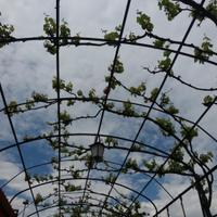 Pergolato ad Arco in ferro pieno a T