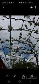 Pergolato ad Arco in ferro pieno a T