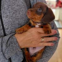 Cucciolata bassotti cioco isabella maschi femmine
