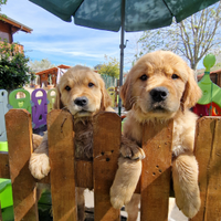 GoldenRetriever Americano