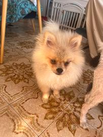 Spitz di Pomerania