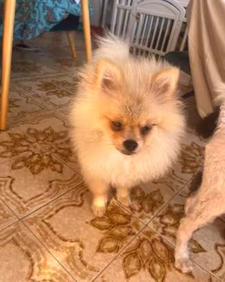 Spitz di Pomerania