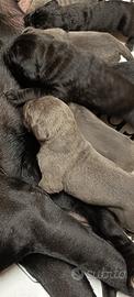 cuccioli di Cane Corso 