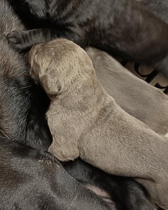 cuccioli di Cane Corso 