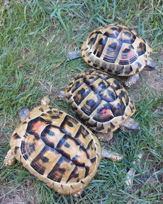 Tartarughe