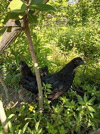 Cemani