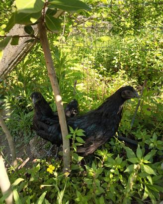 Cemani