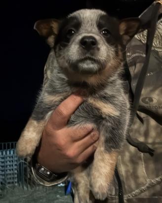 Cuccioli di Cattle Dog , Blue Heeler , Australian