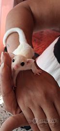 Cuccioli petauro dello zucchero 