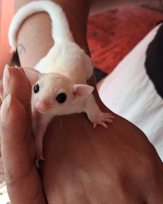 Cuccioli petauro dello zucchero 