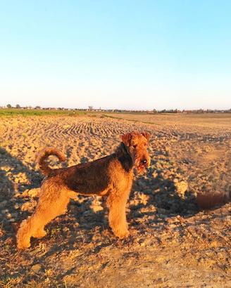 Cucciolone Airedale Terrier