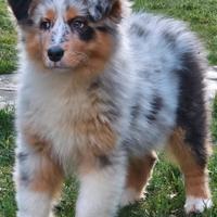 Australian shepherd cucciola pedigree