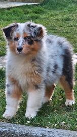 Australian shepherd cucciola pedigree