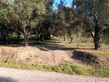 2 particelle di terreno nel Comune di Seminara