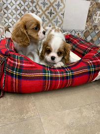 Cavalier King