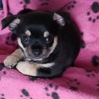 Cuccioli chihuahua