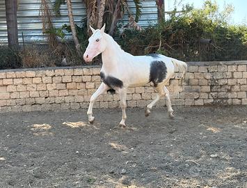 Cavalli pinto frisone X Paint maschio