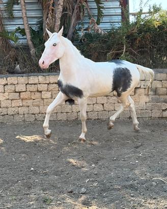 Cavalli pinto frisone X Paint maschio