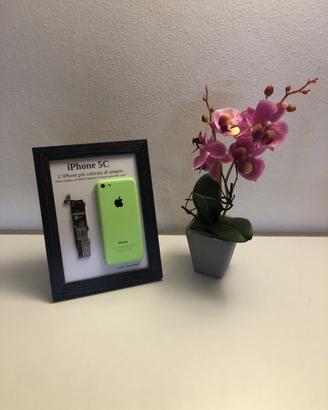 iPhone 5C Green A1532 Disassemblato e Incorniciato