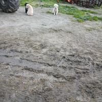 Cuccioli pastori maremmani per info contattatemi