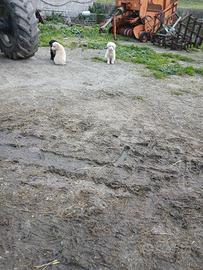 Cuccioli pastori maremmani per info contattatemi