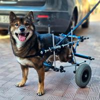 Carrellini per cani e altri animali disabili