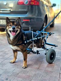 Carrellini per cani e altri animali disabili