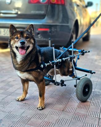 Carrellini per cani e altri animali disabili