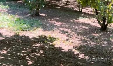 terreno agricolo coltivato a noccioleto 