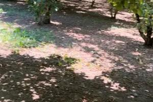 terreno agricolo coltivato a noccioleto 