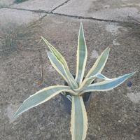 Agave