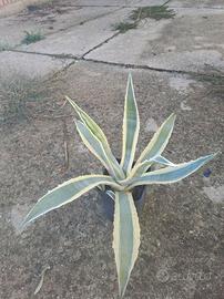 Agave
