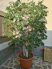 Pianta ficus bengiamin