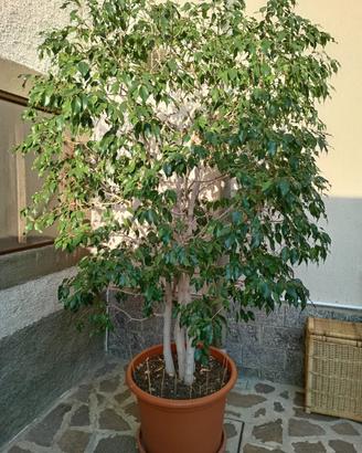 Pianta ficus bengiamin