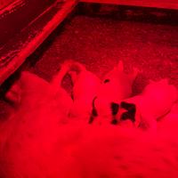 Cuccioli setter inglese