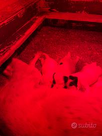 Cuccioli setter inglese