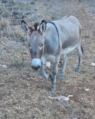 Asine razza amiata