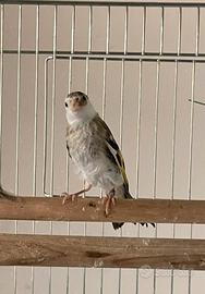 Cardellina pezzata