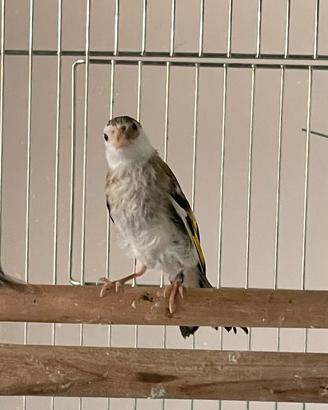 Cardellina pezzata