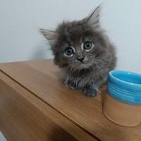 Gatti norvegesi delle foreste